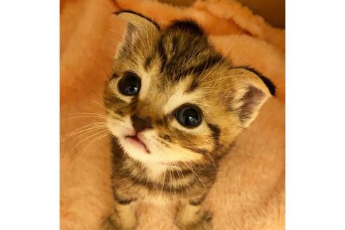 成約済の大阪府のスコティッシュフォールド-7179の3枚目